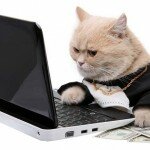 Cat projects: crowdfunding for cat ladies