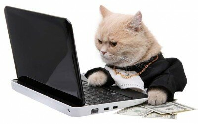 Cat projects: crowdfunding for cat ladies